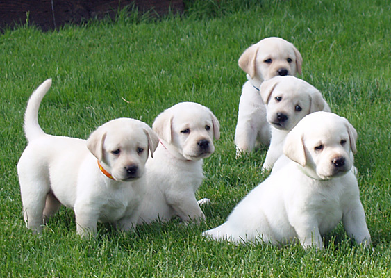 red and yellow lab puppies